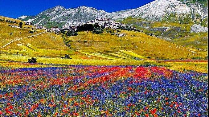 Fioritura a Castelluccio